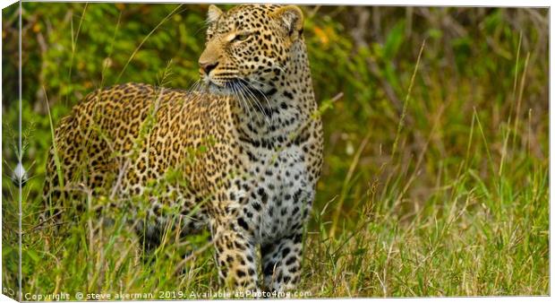    Leopard looking for a meal.                     Canvas Print by steve akerman