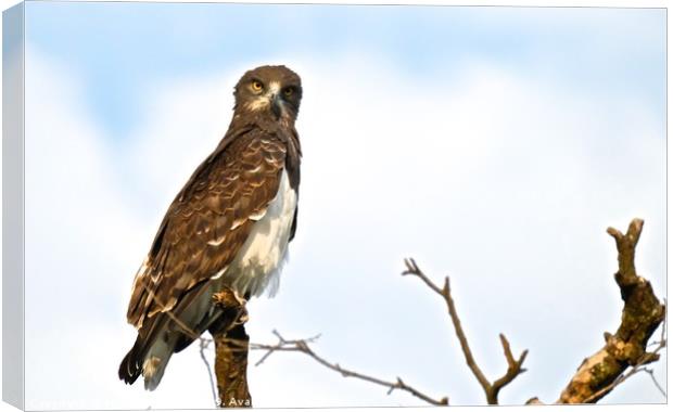 Black chested snake eagle.                         Canvas Print by steve akerman