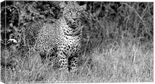      leopard bland and white.                      Canvas Print by steve akerman