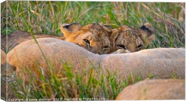        Lion cubs feeding from their mother.        Canvas Print by steve akerman
