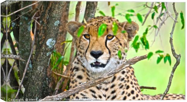 Cheetah in the Masia Mara Canvas Print by steve akerman