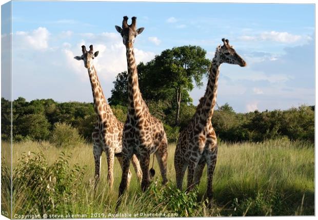    Three Giraffes in the Masai Mara.               Canvas Print by steve akerman