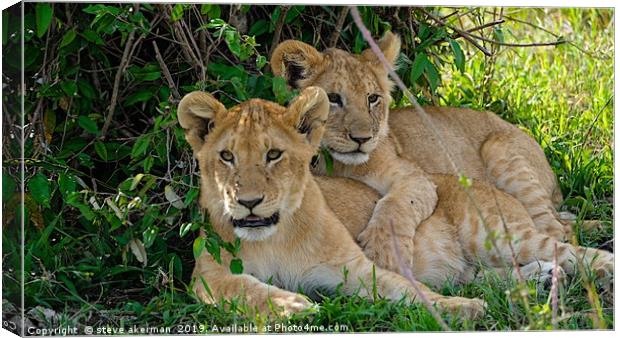     Lion cubs awakening Masai Mara.                Canvas Print by steve akerman