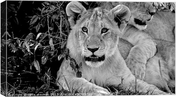           lion cubs awakening at dawn in the Masai Canvas Print by steve akerman