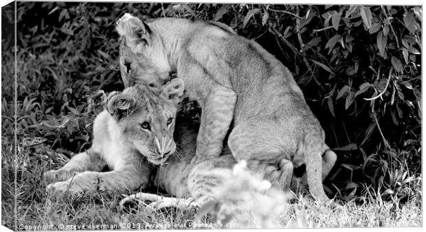      Lion cubs playing at dawn in the Masai Mara k Canvas Print by steve akerman