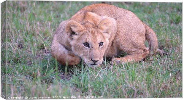          lion cub learning to pounce.              Canvas Print by steve akerman
