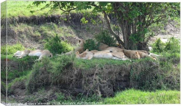        Lions sleeping after feeding.               Canvas Print by steve akerman