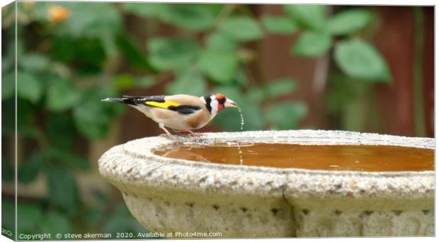 Goldfinch drinking. Canvas Print by steve akerman