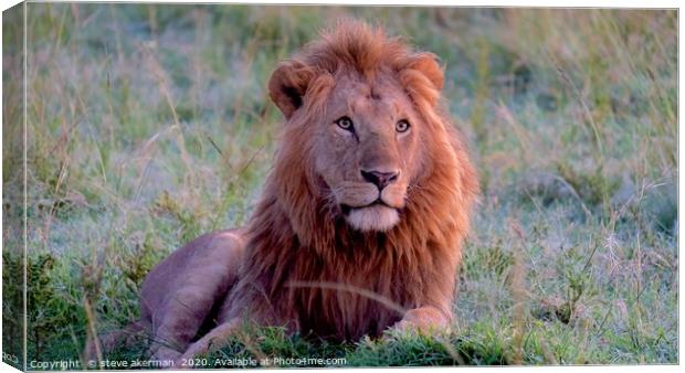 Male lion watching and waiting. Canvas Print by steve akerman