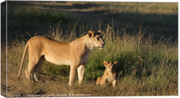A lioness with her cub at sunrise. Canvas Print by steve akerman