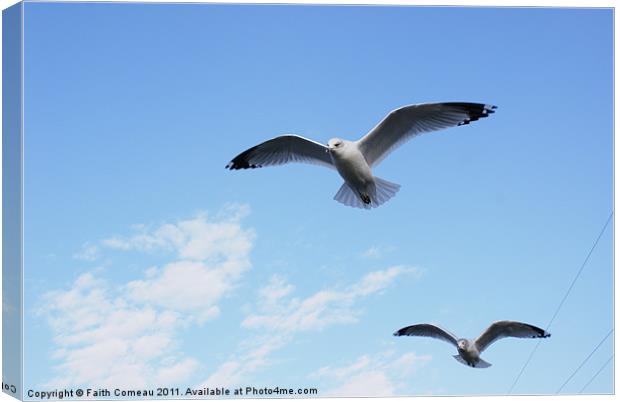 Seagull flying with ease. Canvas Print by Faith Comeau