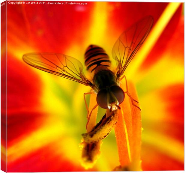 Hover Close Canvas Print by Liz Ward