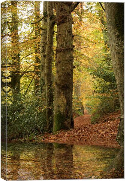 Autumn Path Canvas Print by Liz Ward