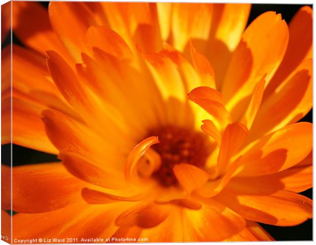 Bright Orange Canvas Print by Liz Ward