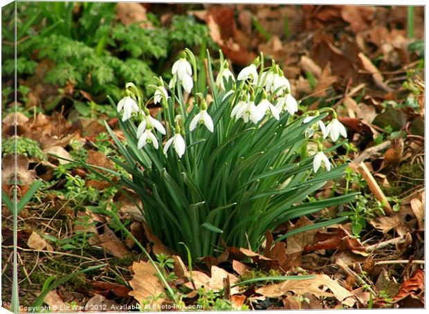 Rustic Snowdrops Canvas Print by Liz Ward