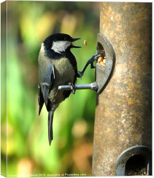 Great Tit Canvas Print by Liz Ward