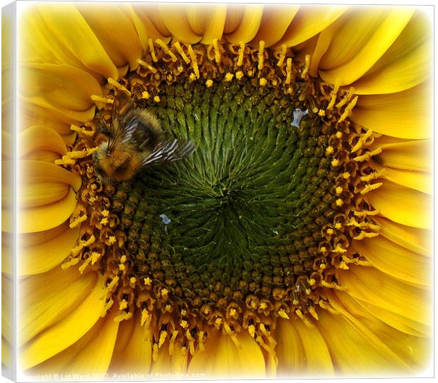 Sunflower Bee Canvas Print by Liz Ward