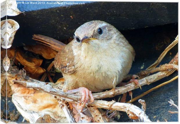 Little Wren Canvas Print by Liz Ward