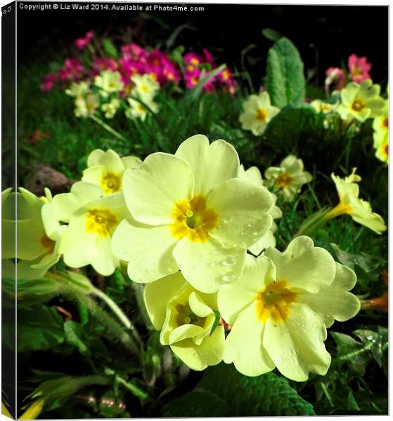 Wild Primrose Canvas Print by Liz Ward