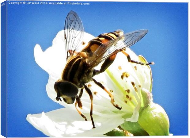 Hoverfly on cherry blossom Canvas Print by Liz Ward