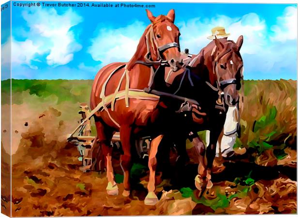  Plough Horses with Blue Sky Canvas Print by Trevor Butcher