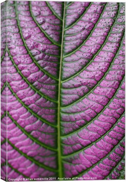 purple pattern Canvas Print by allan somerville