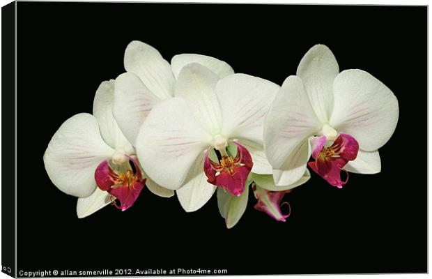 orchids Canvas Print by allan somerville