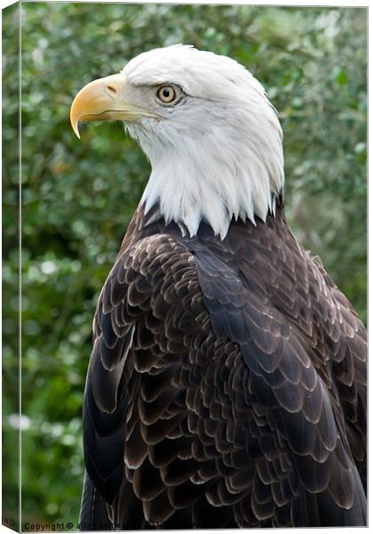 american bald eagle Canvas Print by allan somerville
