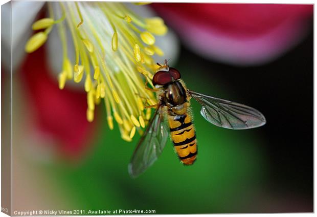 Hoverfly meal Canvas Print by Nicky Vines