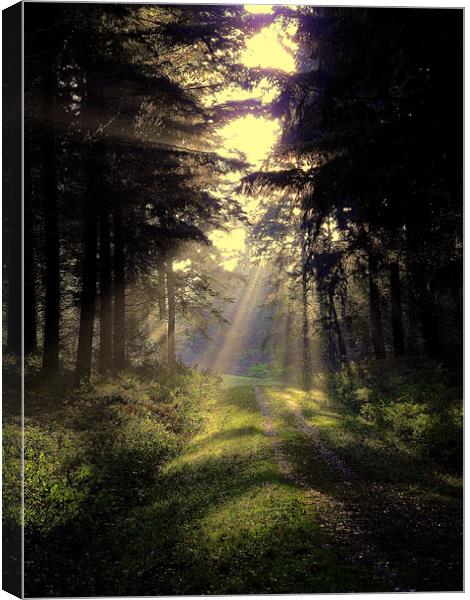 November Rays Canvas Print by Nicky Vines