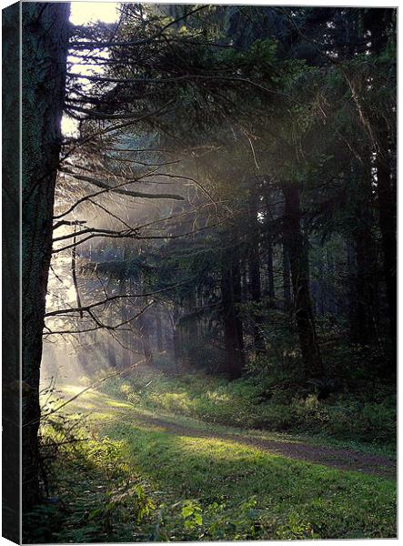 Ray of Hope Canvas Print by Nicky Vines