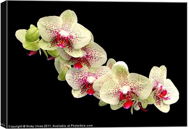 Orchid flower head Canvas Print by Nicky Vines