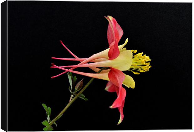 Aquilegia Flower Canvas Print by Nicky Vines