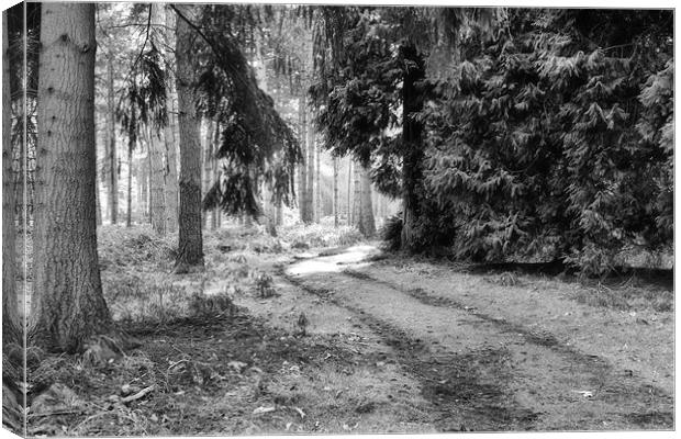 Diffused Trees Canvas Print by Mark Harrop