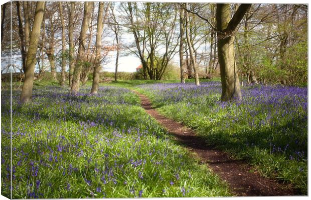 Bluebells and House Canvas Print by Mark Harrop
