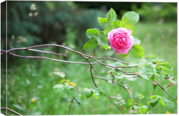 Rose Canvas Print by Mark Harrop