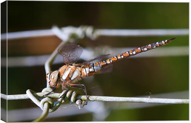 Dragonfly Canvas Print by Mark Harrop