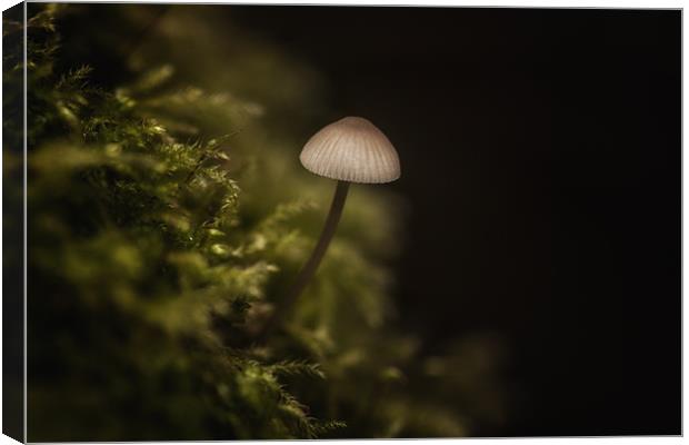 Mushroom Canvas Print by Mark Harrop