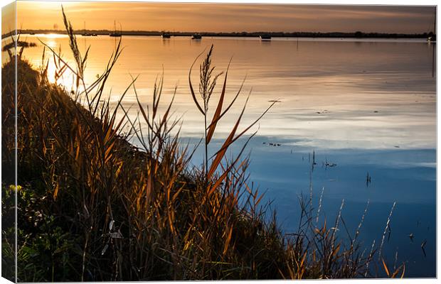 Sunlit Grasses Canvas Print by Mark Harrop