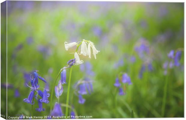White Bluebell Canvas Print by Mark Harrop