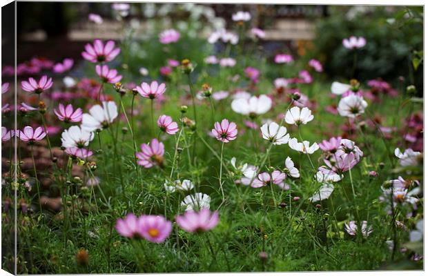 Backlit Cosmos Canvas Print by Mark Harrop