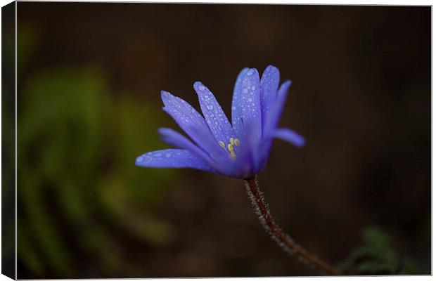 Windflower Canvas Print by Mark Harrop