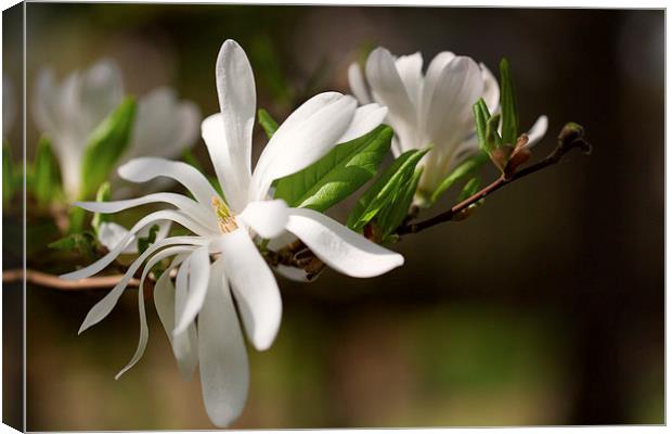 Magnolia Flower Canvas Print by Mark Harrop