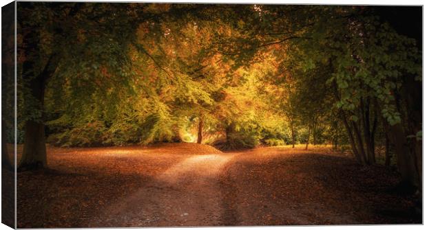 Golden Autumn Light Canvas Print by Mark Harrop
