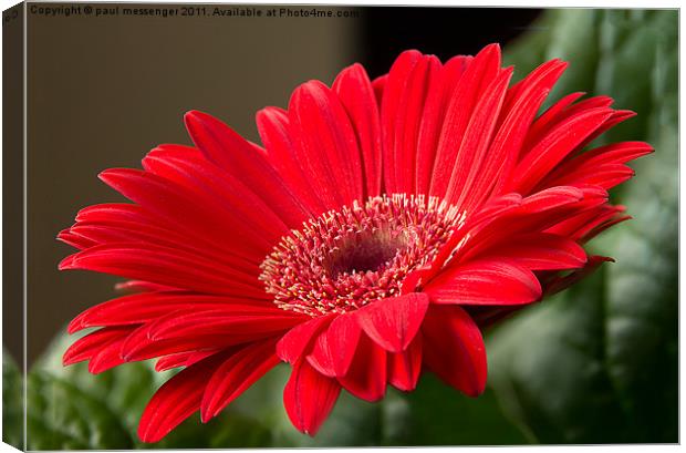 Red Gerbera Canvas Print by Paul Messenger