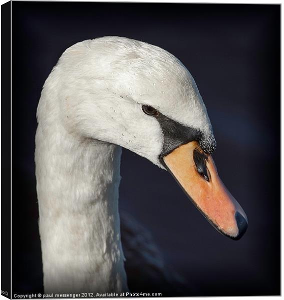 Portrait of a Swan Canvas Print by Paul Messenger