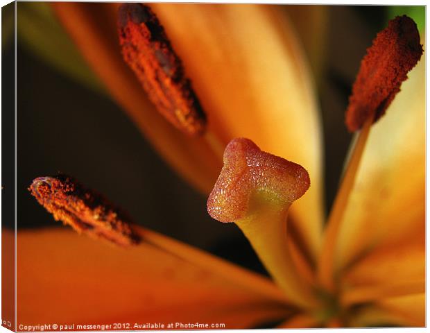 Macro of a lilly Canvas Print by Paul Messenger