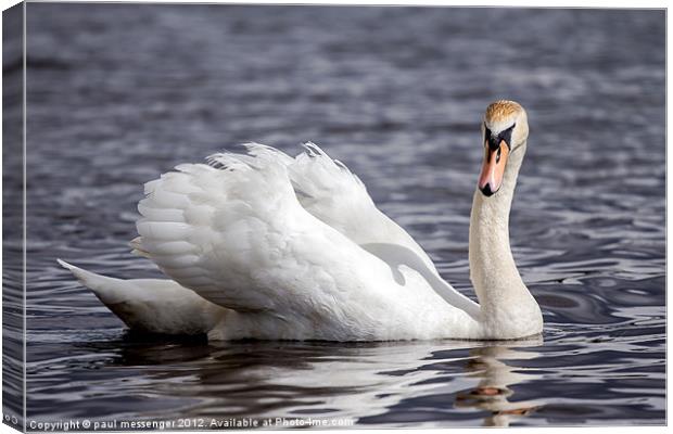 Swan Lake Canvas Print by Paul Messenger