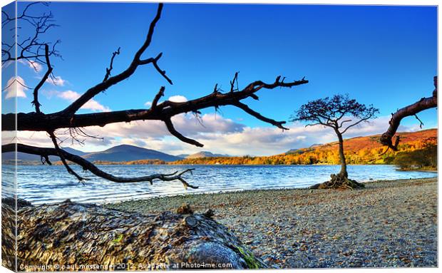 Lone  Loch Lomond Tree Canvas Print by Paul Messenger