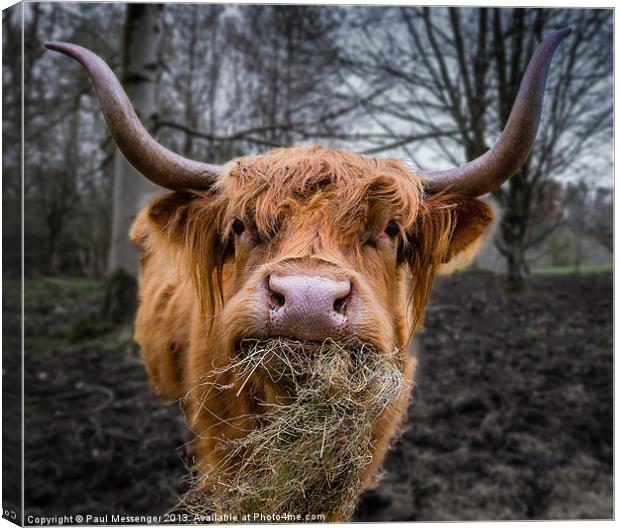 Highland Cow Canvas Print by Paul Messenger
